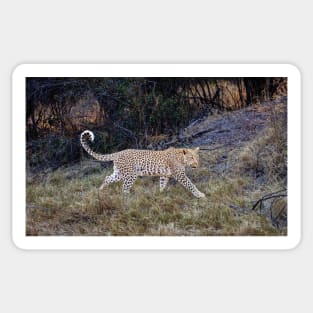 Magnificent Leopard (Panthera pardus) Sticker